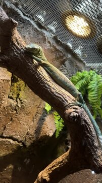 biak tree monitor (varanus kordensis) or biawak kordensis from Biak Island in Indonesia is laying on a tree branch inside of the window display at zoo. reptile, subspecies of the emerald tree monitor
