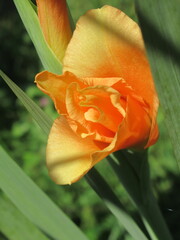 Zbliżenie na kwiat rośliny z gatunku Gladiolus © Kumulugma