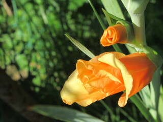 Zbliżenie na kwiat rośliny z gatunku Gladiolus © Kumulugma