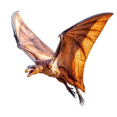 A detailed illustration of a flying pterosaur with wings spread wide against a white background.