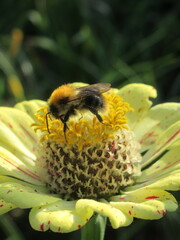 Zbliżenie na kwiat rośliny z gatunku cynia na którym siedzi trzmiel © Kumulugma