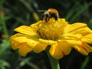 Zbliżenie na kwiat rośliny z gatunku cynia na którym siedzi trzmiel © Kumulugma