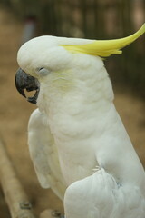The Eleonora cockatoo, Cacatua galerita eleonora, also known as medium sulphur-crested cockatoo, is a subspecies of the sulphur-crested cockatoo.