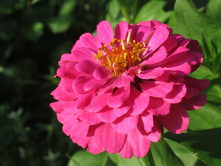 Zbliżenie na kwiat rośliny z gatunku cynia © Kumulugma