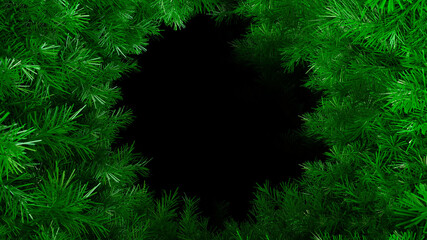 Green branches of a fir tree on a black background