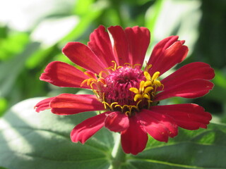 Zbliżenie na kwiat rośliny z gatunku cynia © Kumulugma