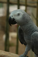 Psittacus erithacus, commonly known as the African grey parrot, is a species of parrot native to the rainforests of West and Central Africa. 