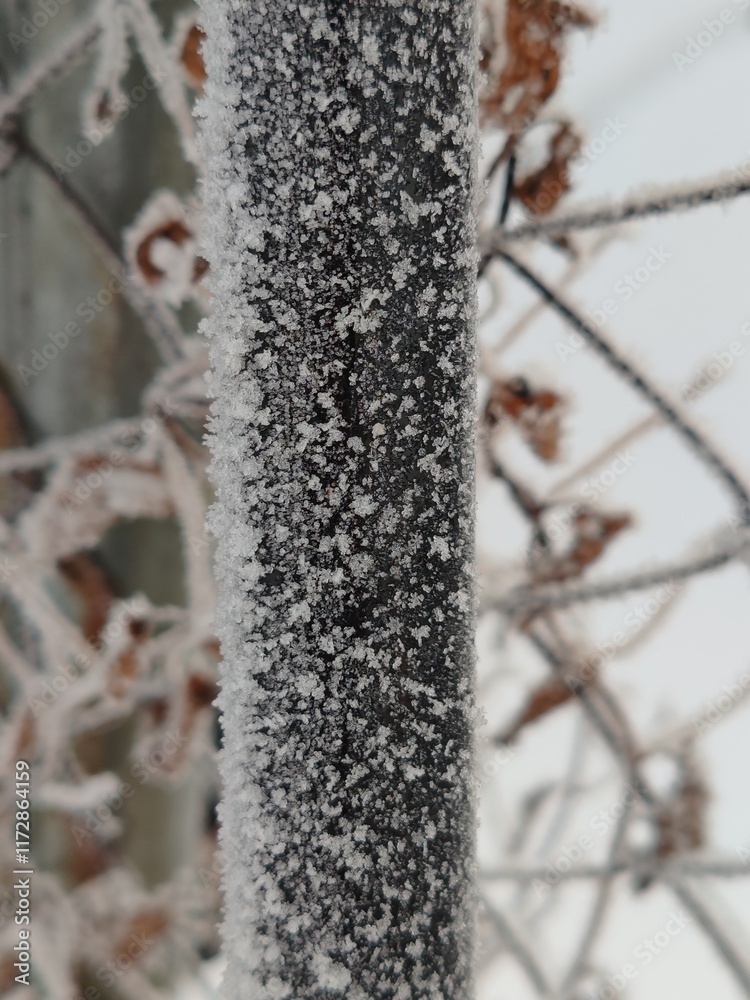 Poster a tree branch covered in snow and ice