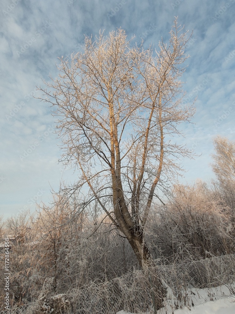 Aufkleber a tree covered in snow with a blue sky in the background