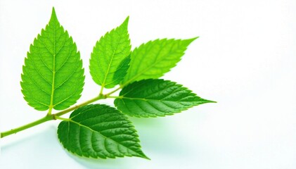 Fototapeta premium Fresh neem leaf with intricate veins on a white background, botanical, leafy greens, plant