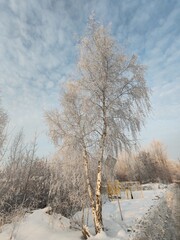 A tree covered in snow stands in front of a yellow fence