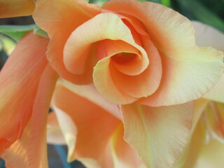 Zbliżenie na kwiat rośliny z gatunku Gladiolus © Kumulugma