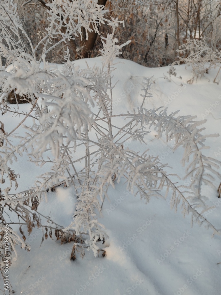 Poster A snow covered tree branch with frost on it