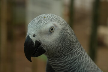 Psittacus erithacus, commonly known as the African grey parrot, is a species of parrot native to the rainforests of West and Central Africa. 