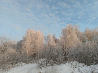 A snowy forest with trees covered in snow
