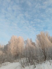 A snowy forest with trees covered in snow