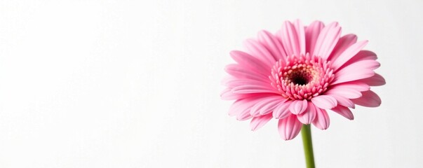delicate pink gerbera flower isolated on white background, flowers, pink, soft