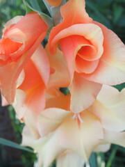 Zbliżenie na kwiat rośliny z gatunku Gladiolus © Kumulugma