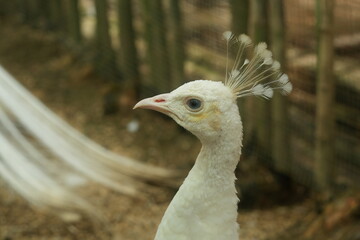 Close up portrait of elegant curious white peacock, head, neck, dark eye, pink spiky beak, crest, blurry green and brown background, park, stems of rosehip