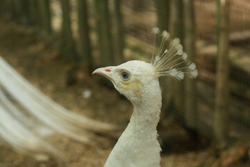 Close up portrait of elegant curious white peacock, head, neck, dark eye, pink spiky beak, crest, blurry green and brown background, park, stems of rosehip