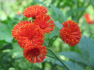 Zbliżenie na kwiat rośliny z gatunku Emilia coccinea © Kumulugma