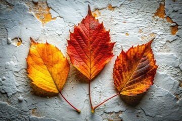Obraz premium Autumn Triple Leaves White Background Urban Exploration Photography - Fall Foliage, Cityscape, Decay, Grunge