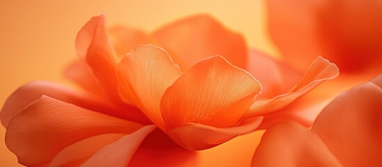 Obraz premium Abstract Orange Gradient Background with Flower Petals Detail