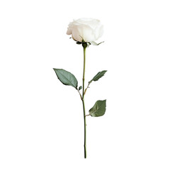 Obraz premium Elegant Single White Rose: A solitary, pristine white rose in full bloom. Delicate petals unfurl gracefully against its long stem, with a hint of light green. A timeless symbol of purity and elegance.