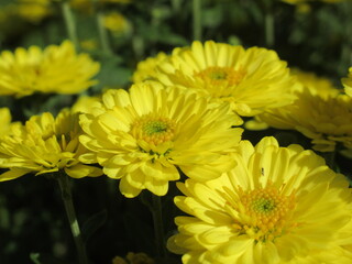 Zbliżenie na kwiat żółtej chryzantemy © Kumulugma