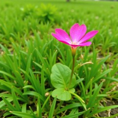 Fototapeta premium A single bright pink flower with a delicate stem and leaves, isolated, grassy terrain