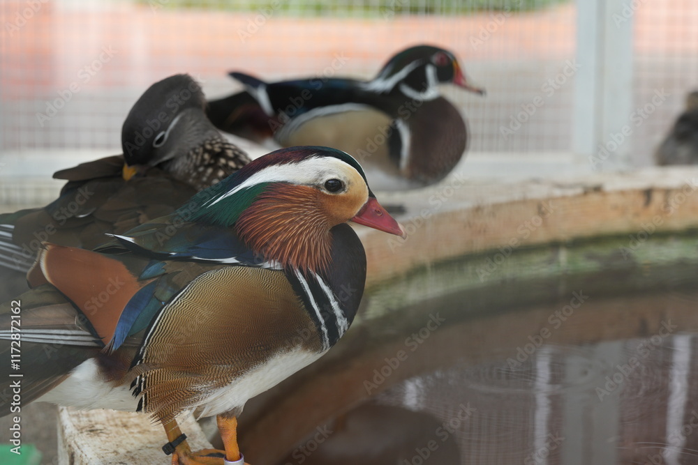 Poster Mandarin ducks (Aix galericulata) are a species of perching duck known for their strikingly colorful and ornamental plumage. Native to East Asia, particularly China, Japan, and Korea