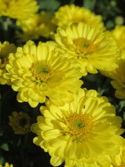 Zbliżenie na kwiat żółtej chryzantemy