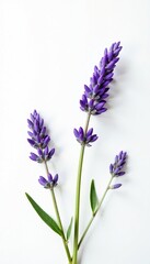 Obraz premium Delicate twig lavender flowers on a crisp white background, flowers, foliage, white