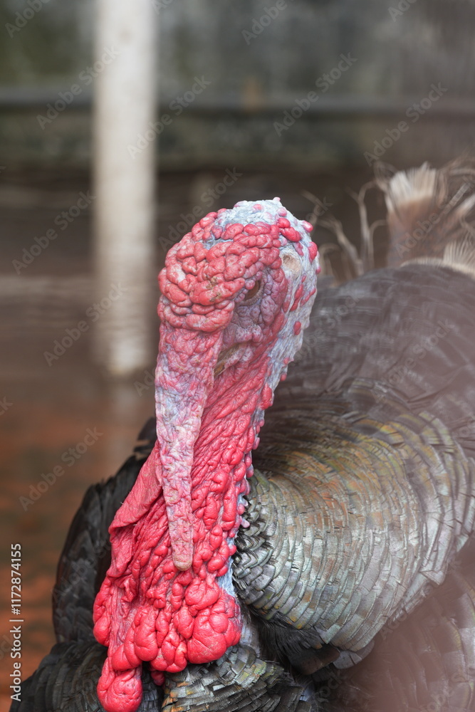 Wall mural The Bronze turkey is a breed of domestic turkey that is known for its striking appearance and its historical importance in the development of modern turkey breeds.