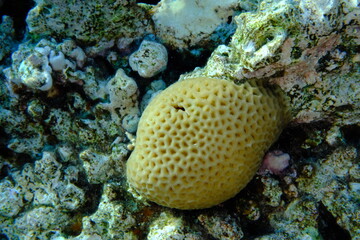 Lesser star coral (Goniastrea edwardsi) undersea, Red Sea, Egypt, Sharm El Sheikh, Montazah Bay