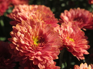 Zbliżenie na kwiat pomarańczowej chryzantemy © Kumulugma