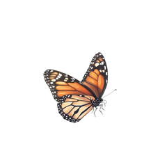 Fototapeta premium Monarch butterfly in flight: Exquisite monarch butterfly, with its striking orange and black wings, gracefully gliding through the air. A moment of natural beauty.