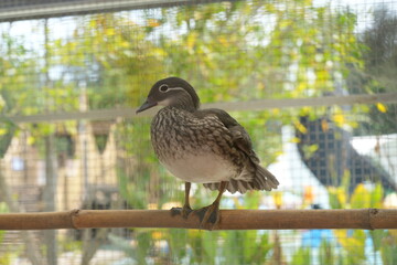 The female wood duck (Aix sponsa) is a strikingly beautiful and highly distinctive species of duck found in North America. Known for its vibrant plumage and unique patterns