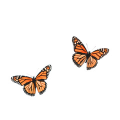 Monarch Butterflies in Flight: Witness the delicate dance of life as two monarch butterflies, symbols of metamorphosis, gracefully take to the air in this stunning visual.