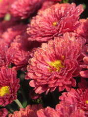 Zbliżenie na różowe kwiaty chryzantemy © Kumulugma