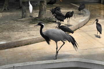 Grus virgo, commonly known as the Demoiselle Crane, is one of the smallest crane species and is admired for its elegance and graceful appearance. 