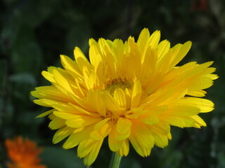 Zbliżenie na kwiat nagietka