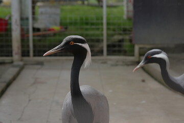 Grus virgo, commonly known as the Demoiselle Crane, is one of the smallest crane species and is admired for its elegance and graceful appearance. 