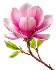 Fototapeta premium Delicate Pink Magnolia Blossom