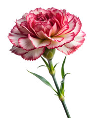 Exquisite Bicolor Carnation