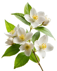 Fragrant White Jasmine Blossoms