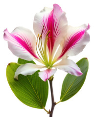 Fototapeta premium Pink and White Bauhinia Flower on Branch with Transparent Background...