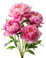 Naklejka premium Pink Peony Bouquet, Isolated