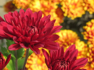 Zbliżenie na różowe kwiaty chryzantemy © Kumulugma