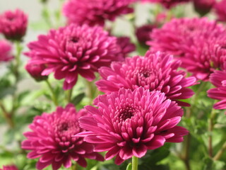 Zbliżenie na różowe kwiaty chryzantemy © Kumulugma